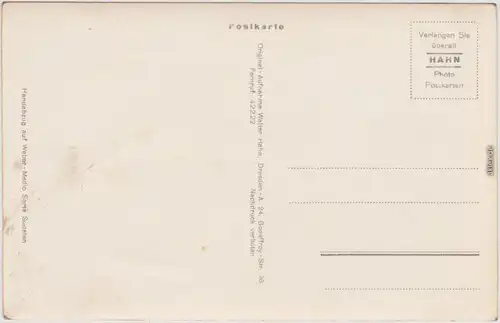 Königstein Schlangenkiefer am Großen Bärenstein 1955 Walter Hahn:8125