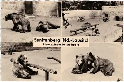 Senftenberg (Niederlausitz) Zły komorów Bärenzwinger im Stadtpark 1960 