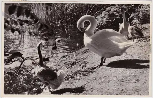 Foto Ansichtskarte Rostock Zoologischer Garten 1969