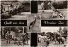 Foto Ansichtskarte Dresden 4B Dresdner Zoo, Giraffe, Zebra und Elefanten 1963
