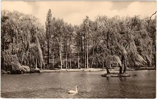 Elstra Halštrow Teich im Stadtpark Fotokarte b Kamenz Pulsnitz 1962