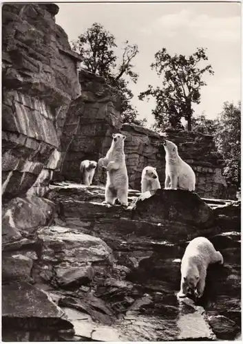 Foto Ansichtskarte Mitte Berlin Eisbärenfreianlage im Tierpark 1967