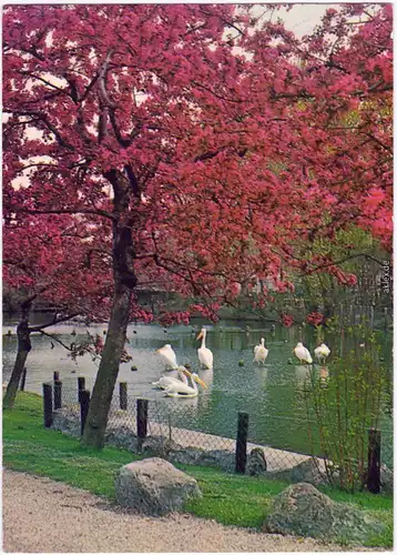 Rotterdam   Diergaarde Blijdorp - Zoo Tierpark: Pelikanen in de Vijver 1969