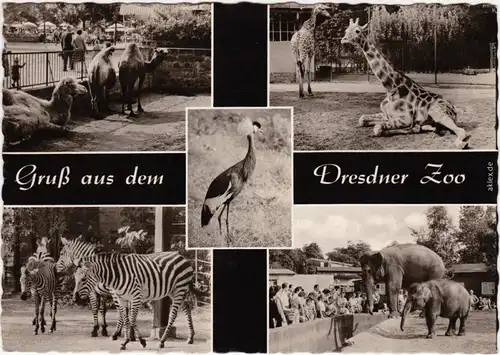 Foto Ansichtskarte Dresden Dresdner Zoo: Giraffen, Elefanteb, Zebra 1964