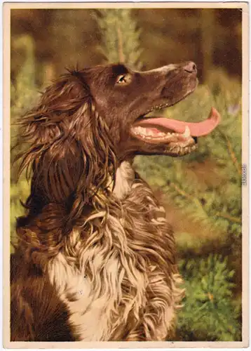  Der kleine Münsterländer Vorstehhund, Heidewachtel 1959