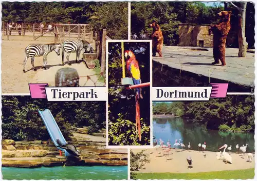 Ansichtskarte Dortmund Tierpark - 4 Bild: Zebra, Bären, Pelikan 1965