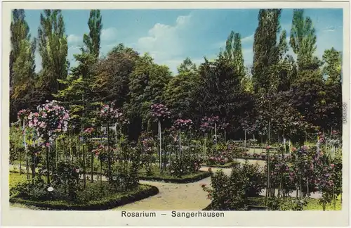 Ansichtskarte Sangerhausen Partie im Rosarium 1926