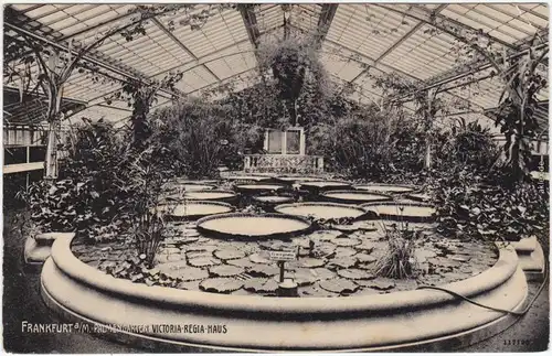 Ansichtskarte Frankfurt am Main Palmengarten - Victoria-Regia-Haus 1912
