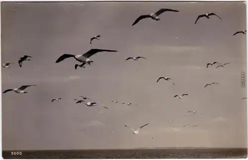 Prerow Möwen auf dem Meer Foto Ansichtskarte 1931