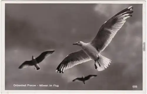 Foto Ansichtskarte Prerow Möwen im Flug 1932