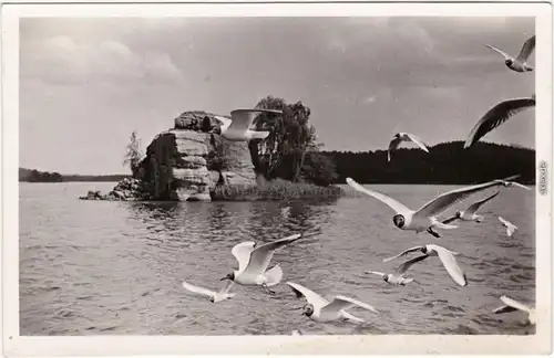 Thammühl Hirschberg am See  Doksy Möwen am Mäueschloß b Leipa Liberec  1930