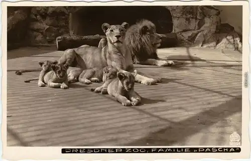 Dresden Zoo, Löwen Familie Pascha Foto Ansichtskarte Walter Hahn-Nr.12215 |1930