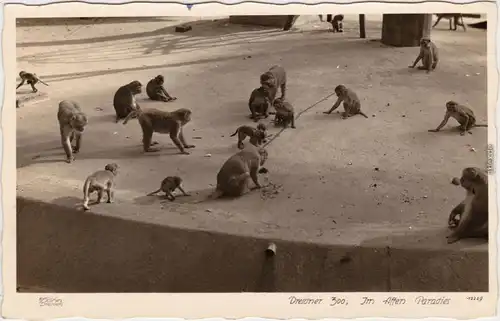 c1934 Dresden Zoo, Affen im Paradies Foto Ansichtskarte Walter Hahn:#12229