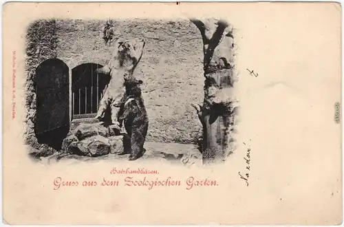 Ansichtskarte Dresden Zoologischer Garten - Halsbandbären 1904