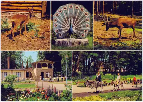 Ueckermünde Tierpark Ueckermünde Ansichtskarte 1981