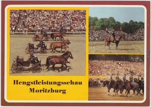Moritzburg Hengstleistungsschau, belebt b Radeburg Dresden Ansichtskarte 1986