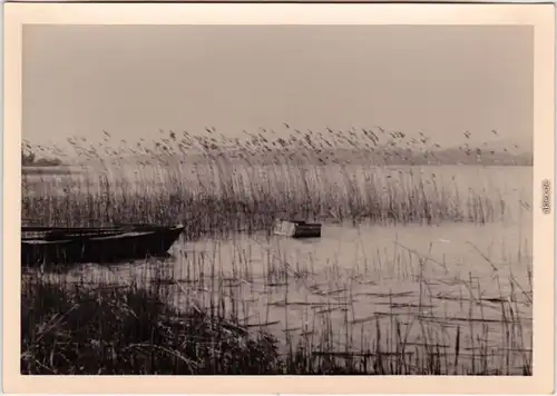 Privatfoto Ansichtskarte  Reichenau (Bodensee) Uferpartie und Boot 1954