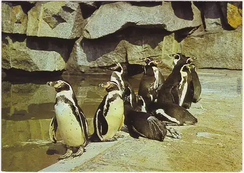 Ansichtskarte Mitte Berlin Humboldtpinguine Tierpark 1982