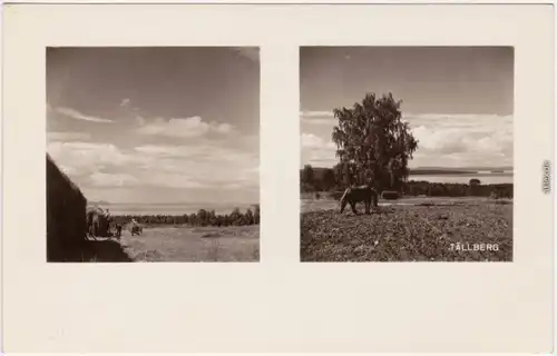 Leksand Blick vom Tällberg auf Siljan (See), Erntezeit(1) und Pferd auf   1930