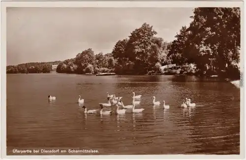 Diensdorf Radlow Schwäne auf dem Scharmützelsee - Ufer b Berlin  1932