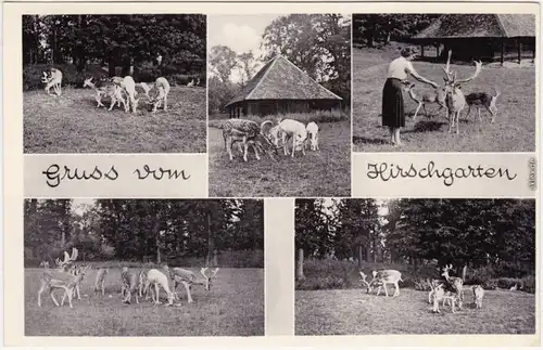 Dornholzhausen Bad Homburg vor der Höhe Wald-Café Hirschgarten 1932