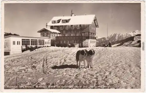 Hirschegg Waldemar Petersenhaus  mit Nebelhorn - Bernhardiener Hunde 1930
