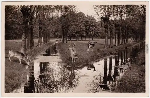 Kirchrode Hannover Tiergarten - junge Hirsche beim Trinken Am Bach 1938