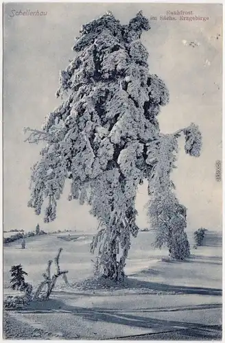 Schellerhau Altenberg Erzgebirge Ein Baum im Rauhfrost  winterliche Szene 1912