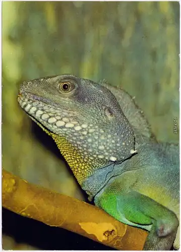 Ansichtskarte Mitte Berlin Indochinesische Wasseragame 1983