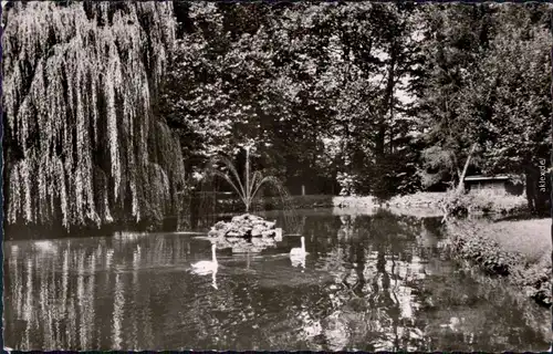 Foto Ansichtskarte Mosbach (Baden) Teich mit Schwäne im Stadtgarten 1965