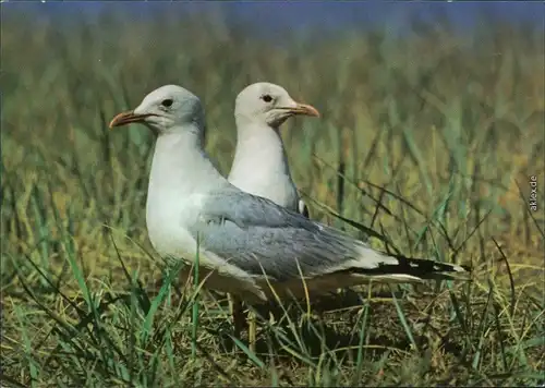 Ansichtskarte Stralsund Meeresmuseum: Sturmmöwen 1980