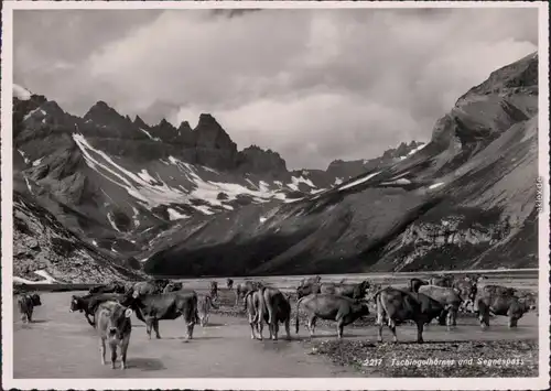 _Schweiz Allgemein Tschingelhörner und Segnespass (Kühe) 1933