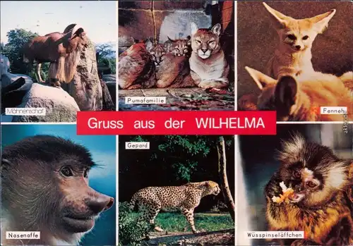 Cannstatt- Stuttgart Wilhelma - Mähnenschaf, Pumafamilie, Fenneh,   1989