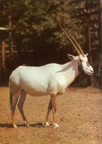 Mitte Berlin Tierpark: Arabische Oryx-Antilope Ansichtskarte  DDR    1984