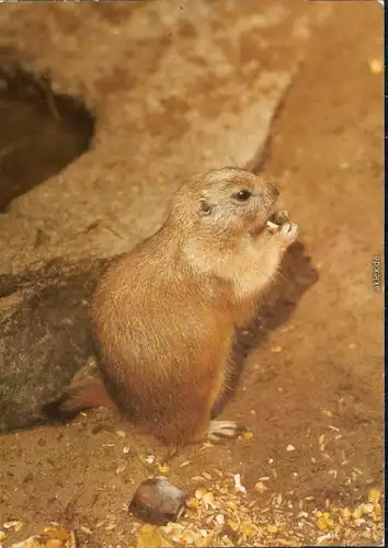 Mitte Berlin Tierpark: Präriehund Ansichtskarte  DDR Bild Heimat 1984