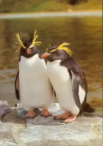 Mitte Berlin Tierpark: Felsenpinguine Ansichtskarte  DDR Bild Heimat 1984