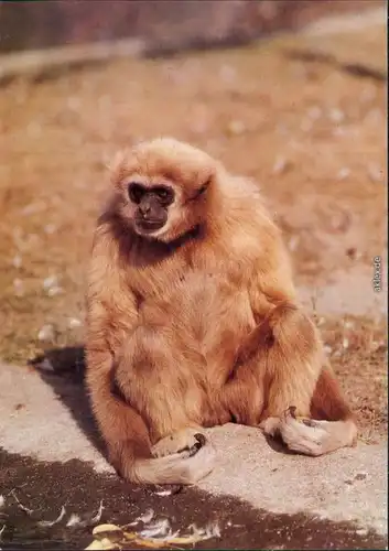 Ansichtskarte Mitte Berlin Tierpark: Weißhandgibbon "Orje" 1985