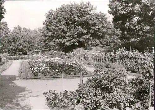 Forst (Lausitz) Baršć Blick in den Rosengarten - Blumenbeete 1978