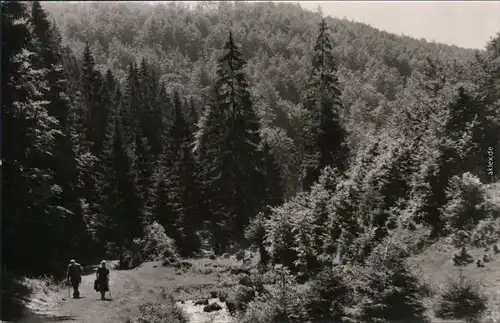 Frauenwald Ein Wander-Weg im Wald mit Wanderen 1970