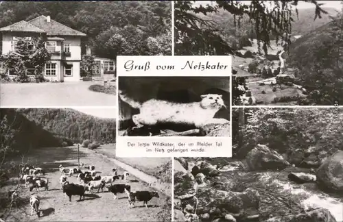 Ilfeld Harztor Der letzte Wildkater im Ilfelder Tal 1976