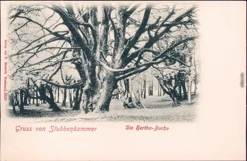 Ansichtskarte Stubbenkammer Sassnitz Saßnitz Partie an der Herthabuche 1908