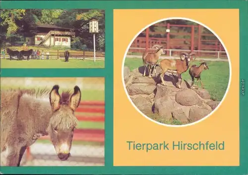 Voigtsgrün Hirschfeld Tierpark Hirschfeld: Schweizerhaus, Eselsporträt 1982