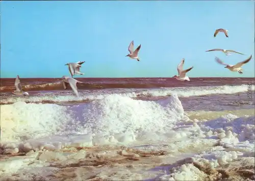 Winter an der Ostsee: Meer, Möwen, Schnee Ansichtskarte Bild Heimat DDR 1986