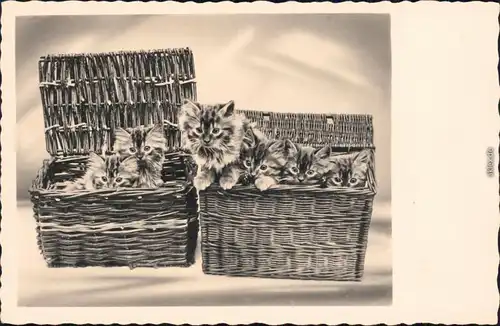 Tiegerkatzenbabys im Weidenkorb Fotokunst Ansichtskarte Katzen 1930