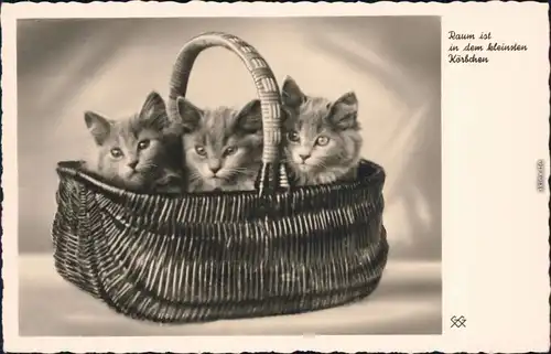 Kleine Kätzchen im Korb - Fotokunst Ansichtskarte Künstlerkarte 1930