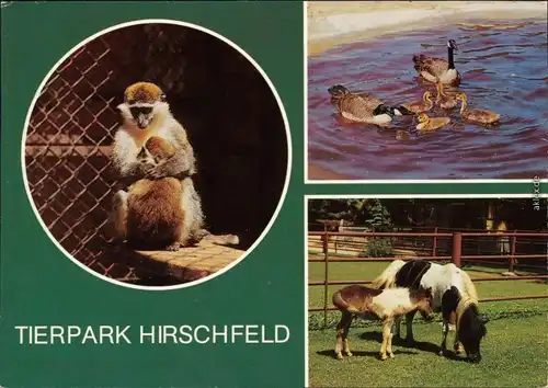 Voigtsgrün Hirschfeld Grüne Meerkatze, Riesenkanadagänse, Shetlandponys 1987