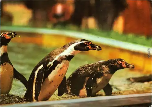 Dresden Zoologischer Garten: Humboldtpinguine 1975