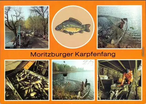 Moritzburg Verschiedene Ansichten vom Karpfenfang (Industrie) 1984