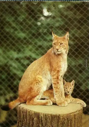 Dresden Zoologischer Garten: Nordluchse Ansichtskarte 1983