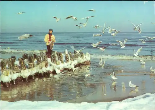 Allgemein Mecklenburg Vorpommern Winter an der Ostsee: Meer, Möwen 1982